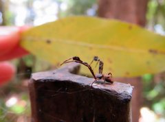 Stephanopis barbipes