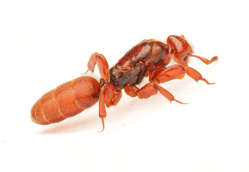 Acanthomyops latipes (Walsh, 1863)