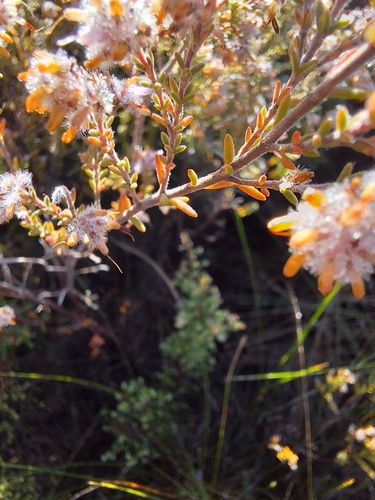 Image of Rosemary Heath (Erica eriocephala) by (c) Adele SL, some rights reserved (CC BY)