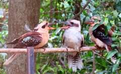 Dacelo novaeguineae novaeguineae