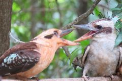 Dacelo novaeguineae novaeguineae