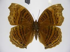 Junonia gregorii