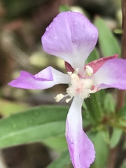 Clarkia delicata