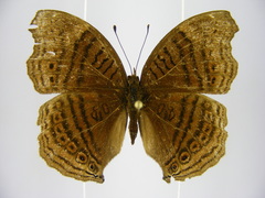Junonia gregorii