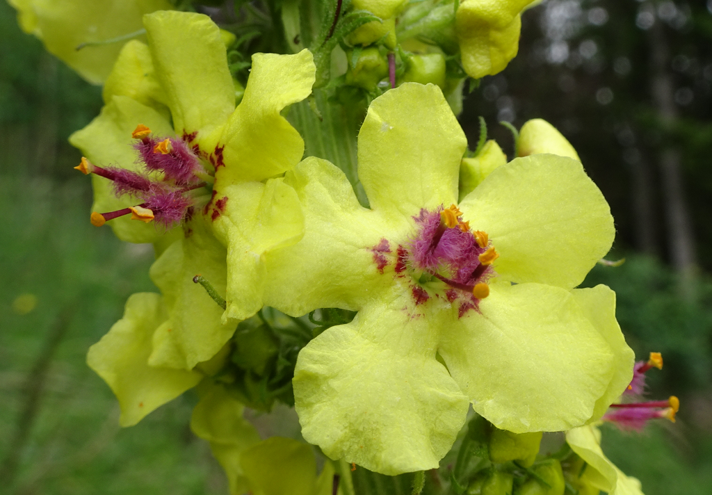 Verbascum alpinum