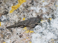 Ergatettix dorsifera