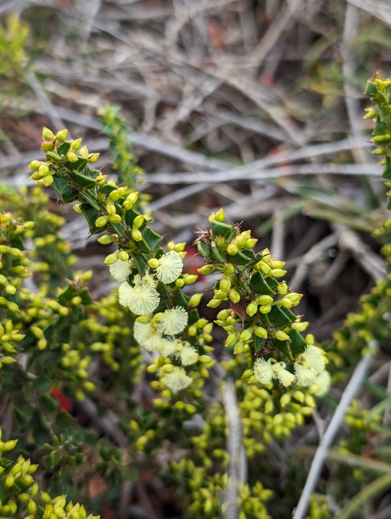 Acacia phlebopetala from Fitzgerald River National Park WA 6346 ...