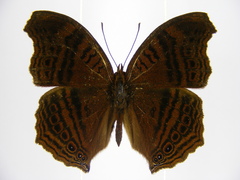 Junonia gregorii