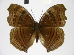 Junonia gregorii