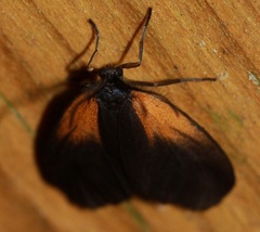 Pyromorpha dimidiata