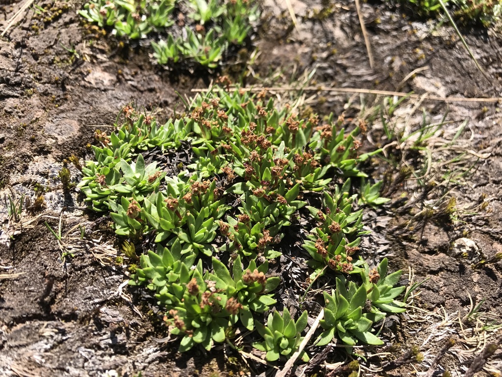 Plantago glacialis