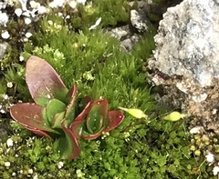 Epilobium chitralense