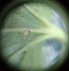 Pristiphora appendiculata