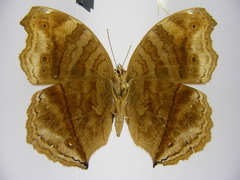 Junonia gregorii