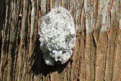 Emcephalus floccosus