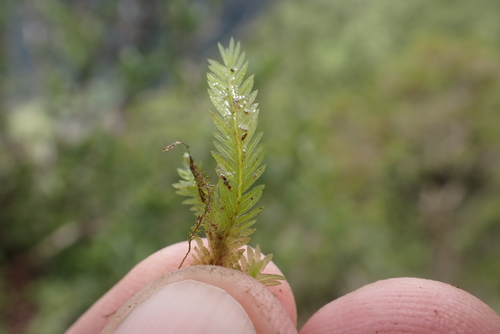 Fissidens observed 2024-06-28