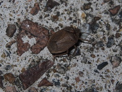 Caystrus obscurus