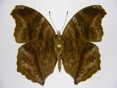 Junonia gregorii