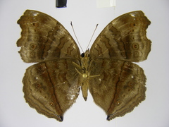 Junonia gregorii