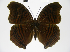 Junonia gregorii