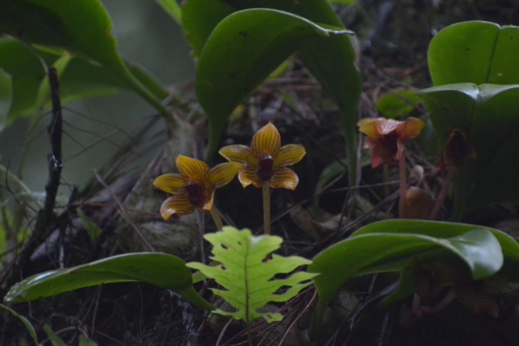 Bulbophyllum psittacoglossum Rchb.f. 3