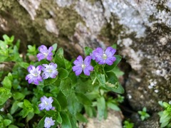 Epilobium gunnianum