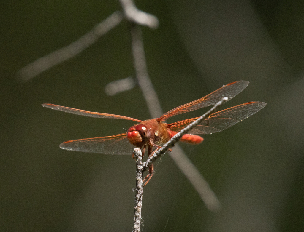 Cardinal Meadowhawk from Butte County, CA, USA on June 29, 2024 at 06: ...