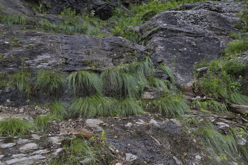 Trichophorum cespitosum iNat (1)