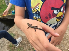 Plestiodon septentrionalis