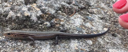 Plestiodon septentrionalis