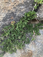 Rhamnus prostrata