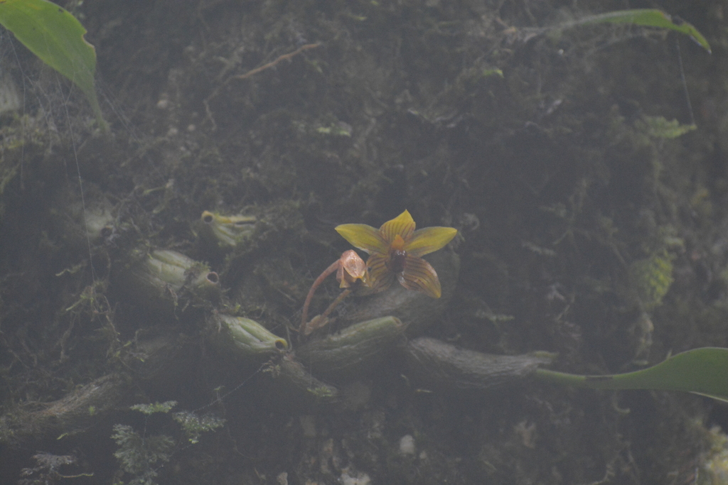 Bulbophyllum psittacoglossum Rchb.f. 2