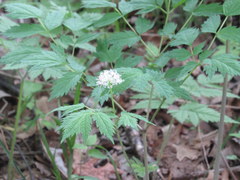 Actaea rubra
