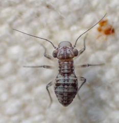 Mesopsocus unipunctatus