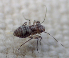 Mesopsocus unipunctatus