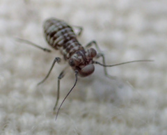 Mesopsocus unipunctatus