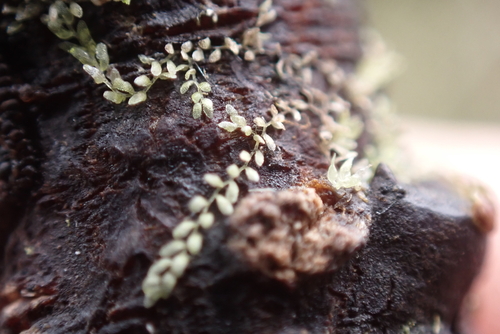Cololejeunea hildebrandii observed 2024-06-28