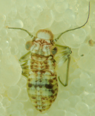 Mesopsocus unipunctatus