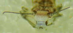 Mesopsocus unipunctatus