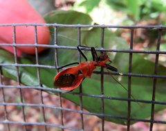 Gminatus australis
