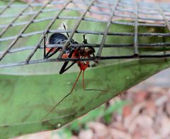 Gminatus australis