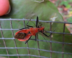 Gminatus australis