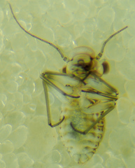 Mesopsocus unipunctatus