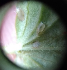 Pristiphora appendiculata