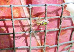 Thwaitesia nigronodosa