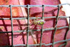Thwaitesia nigronodosa