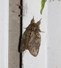 Peridea anceps
