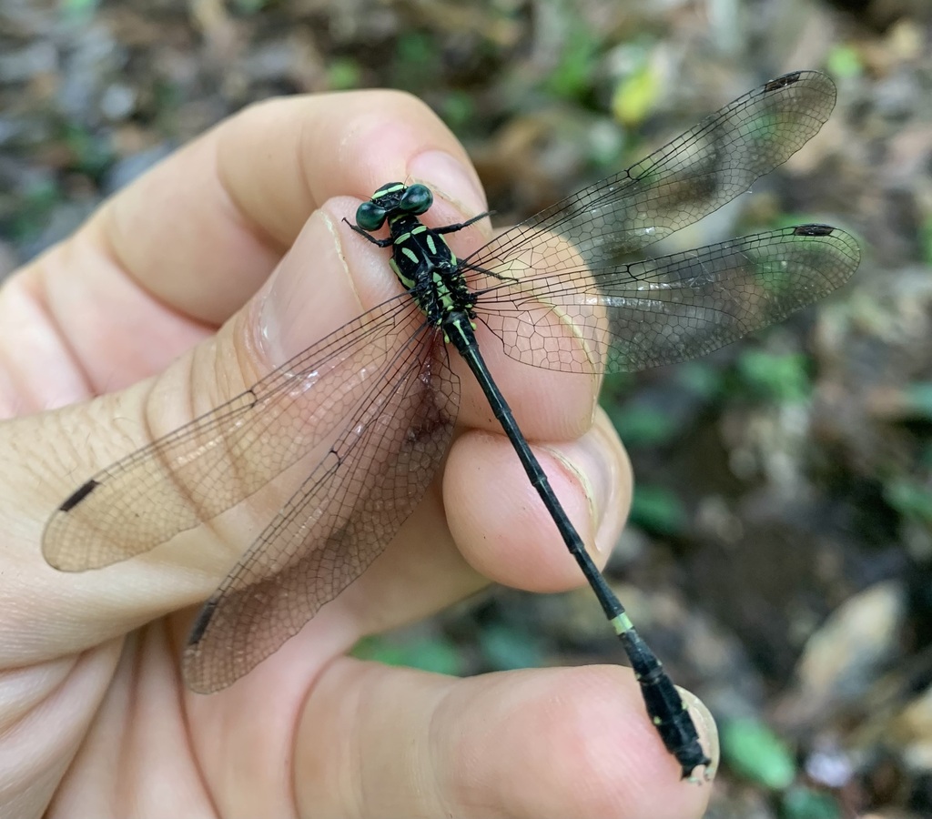 Heliogomphus kalarensis
