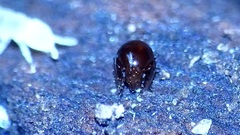 Oribatida