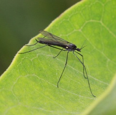 Gnophomyia tristissima